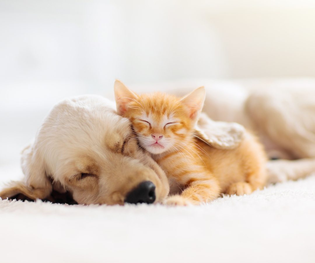 A golden retriever puppy and a small orange kitten cuddling together on a soft white blanket, with the puppy sleeping and the kitten resting its head on the puppy's neck.