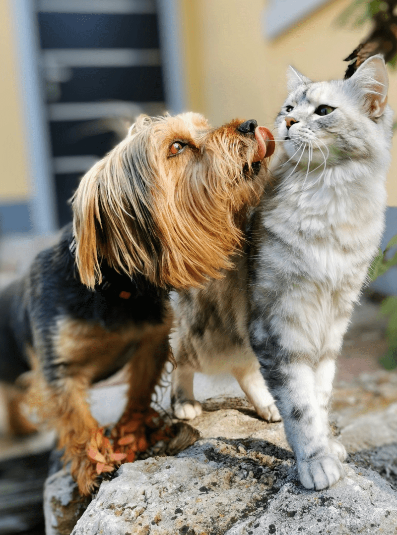 Pet Friendly Apartments with Cats & Dogs